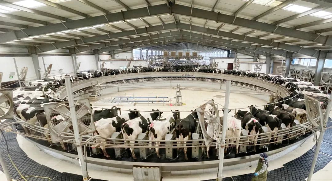 凝心聚力·贏創(chuàng)未來 | 花花牛乳業(yè)集團(tuán)召開營(yíng)銷、養(yǎng)殖及飼料經(jīng)營(yíng)工作會(huì)議