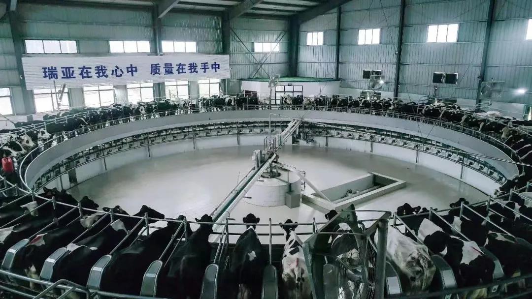 快訊 | 駐馬店市委副書記、市長(zhǎng)李躍勇一行蒞臨花花牛乳業(yè)集團(tuán)平輿瑞亞牧場(chǎng)調(diào)研