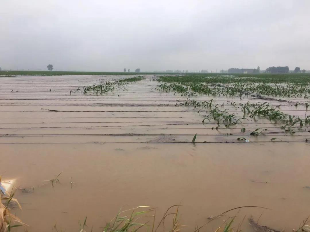 【乳報·聚焦】“豫”難而上的中原牛人“太中了”！