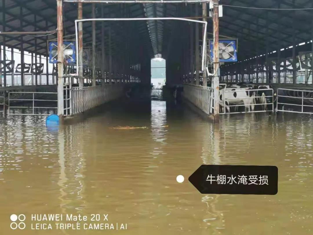 【乳報·聚焦】“豫”難而上的中原牛人“太中了”！